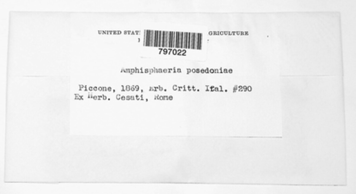 Halotthia posidoniae image